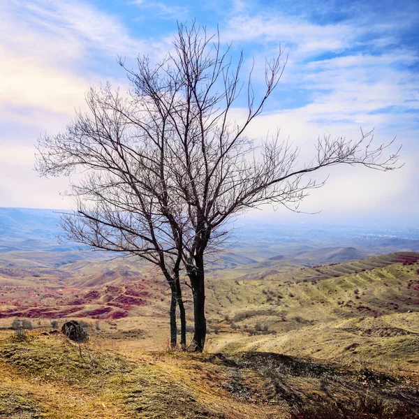 Tuscany Meadow Field Lonely Tree Blue Sky — Stock Fotó
