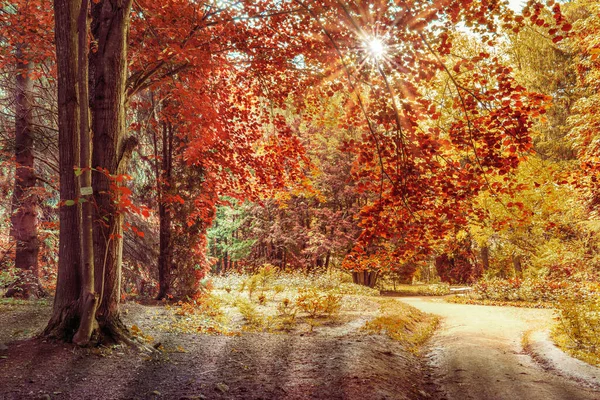 Beautiful Alley Dendropark Arboretum — Stock Photo, Image