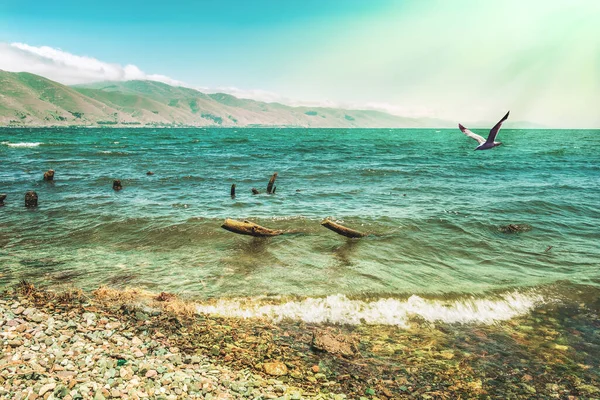 Γλάρος Πετάει Χαμηλά Πάνω Από Κύματα Της Λίμνης Σεβάν Στην — Φωτογραφία Αρχείου