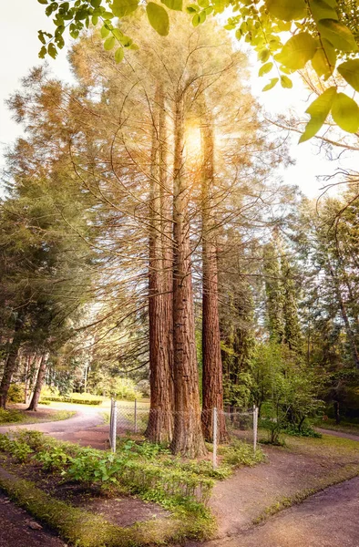 Giant Sequoia Sequoiadendron Giganteum Beautiful Alley Dendropark Arboretum Stepanavan Armenia — Zdjęcie stockowe