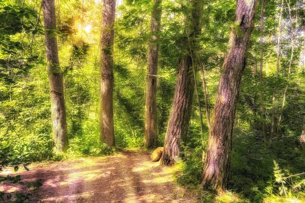 Tönendes Bild Eines Märchenwaldes Mit Sonnenstrahlen — Stockfoto