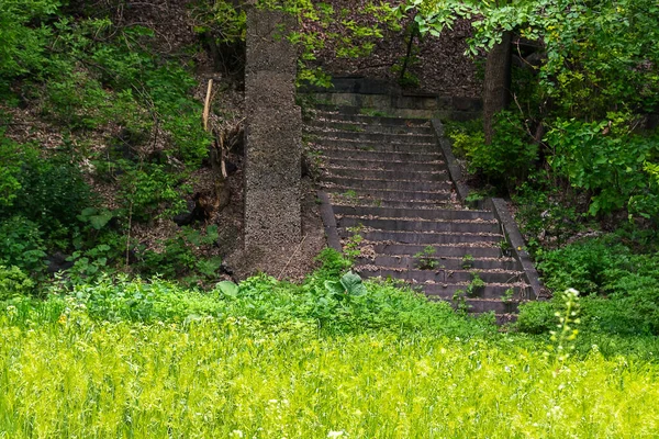 Old forest stairs in park