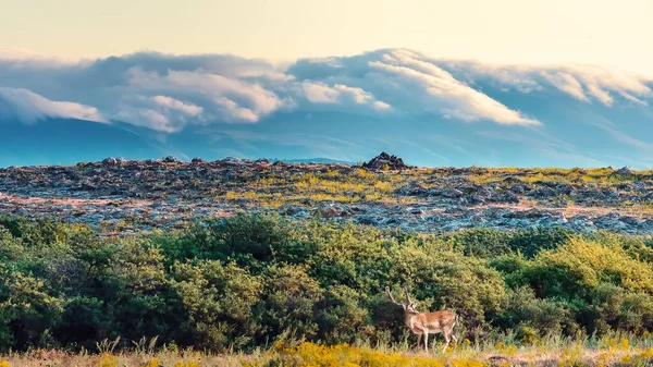 Fallow Deer Dama Dama Standing Background Beautiful Mountain Landscape Side — Stock Fotó