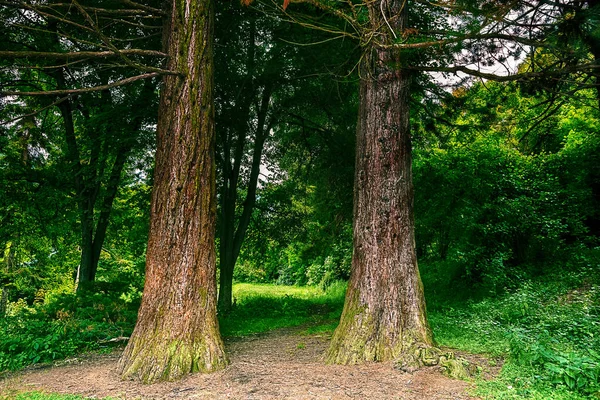 Two Sequoias Stands Botanical Garden Vanadzor Armenia — Zdjęcie stockowe