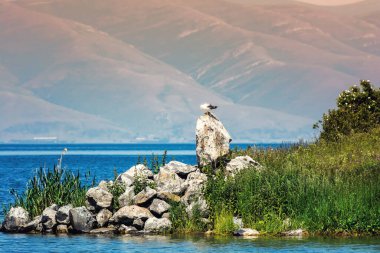 Martı bir kayanın kıyısında oturur.