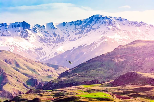 Mountain Landscape Armenia Seagull Flies Mountains — 图库照片