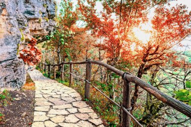 Forest Road  In  Sataplia