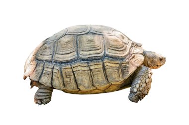 Close-up turtle isolated on white background