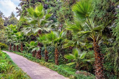 Güzel Yaz Parkı. Batum, Adjara Georgia 'daki Botanik Bahçesinde Güneşli Gün.