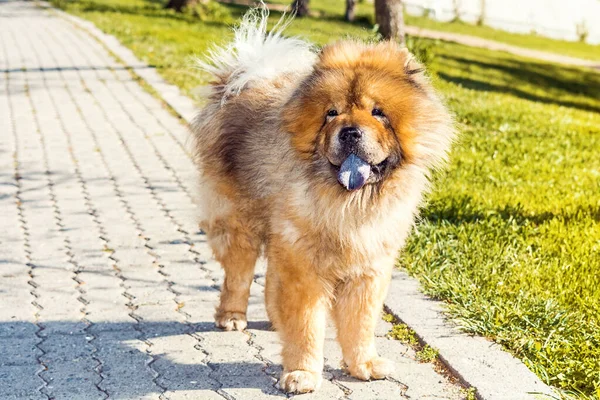 Parkta mavi dilli kahverengi bir köpek portresi.