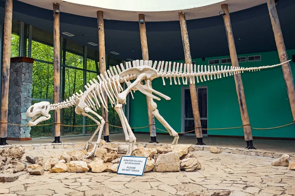 TSKALTUBO, GEORGIA - SEPTEMBER 07, 2018: Dinozor iskeleti, Gürcistan 'ın Kutaisi kenti yakınlarındaki Sataplia Doğa Rezervi' de yer almaktadır. Tükenmiş hayvanlar hakkında eğitim..