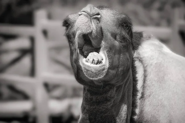 Ugly and funny camel chews cabbage. Black and white. Toned