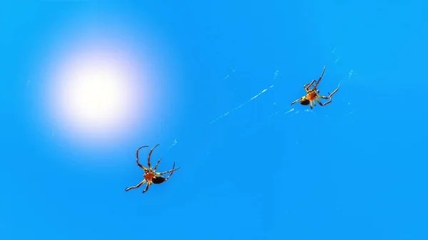 Deux Araignées Sur Leurs Toiles Contre Ciel Bleu Soleil Couchant — Photo