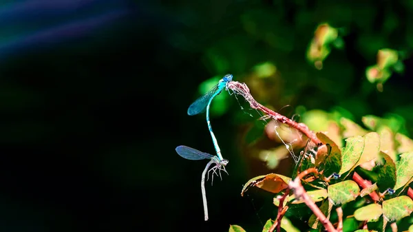 Dragonflies Mating Free Copy Space — Stock Photo, Image