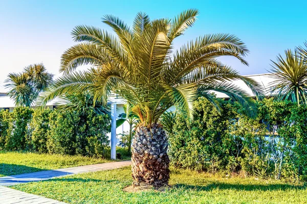 Big Sago Palm Cycas — Stock Photo, Image