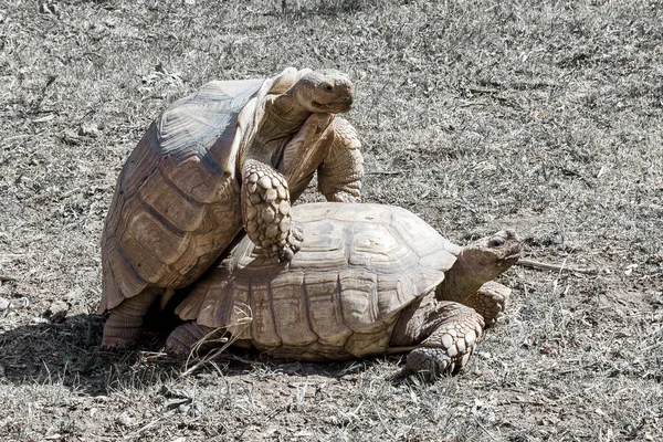 Schildkröten Sex Aus Nächster Nähe Freien — Stockfoto