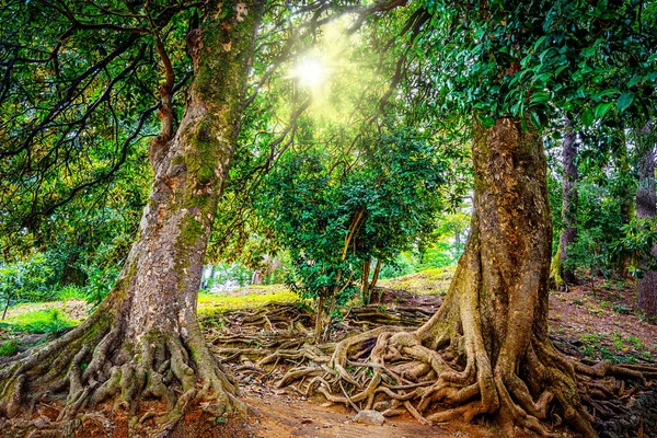 old treees in the park 