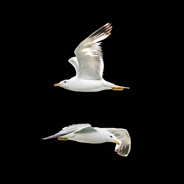 Two Seagulls Black Background Flight Spread Wings — Stock Photo, Image