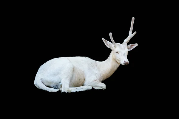 White Fallow Deer Dama Dama Ruminant Mammal Belonging Family Cervidae — Stock Photo, Image
