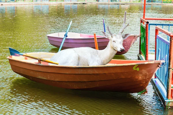 Portrait White Deer Sitting Boat — Stock Photo, Image