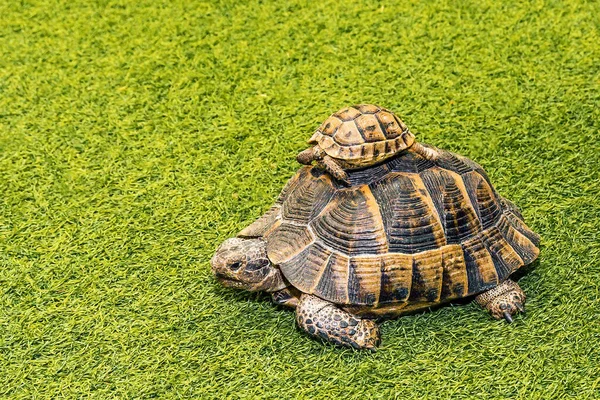 Close up of a turtle, Little turtle on top of a large turtle