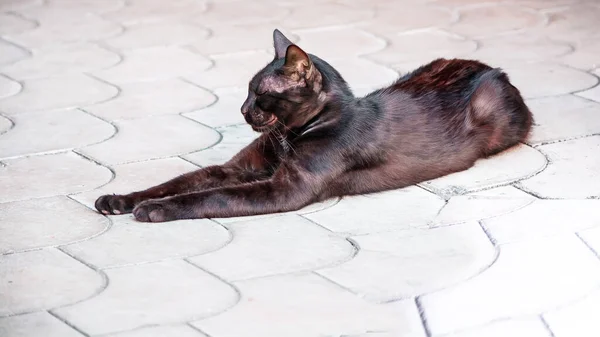 Zwarte Liegende Kat Rustig Maar Geïsoleerd — Stockfoto