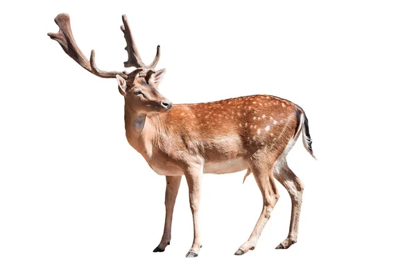 The fallow deer ,Dama dama,  is a ruminant mammal belonging to the family Cervidae. Isolated on white