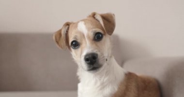 4K şirin köpek yavrusu. Portre. Yalan söylemek. Başını eğ.