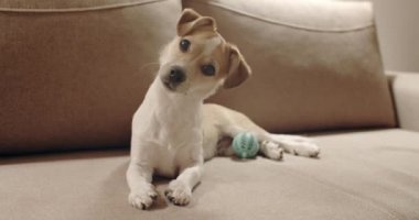 4K şirin köpek yavrusu. Portre. Yalan söylemek. Başını eğ.