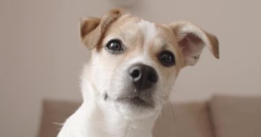 4K şirin köpek yavrusu. Portre. Yalan söylemek. Başını eğ.
