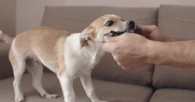 Köpekle oynayan adam, halat çekme oyuncağı. Sahibi ile evcil hayvan çekiştirme oyunu.