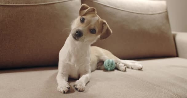 4K Cute puppy dog. Portrait. Lying. Tilting head — Stockvideo