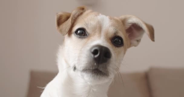 4K Cute puppy dog. Portrait. Lying. Tilting head — Stockvideo