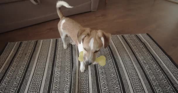 Adorable perro pequeño sostiene un juguete de hueso en la boca. — Vídeo de stock