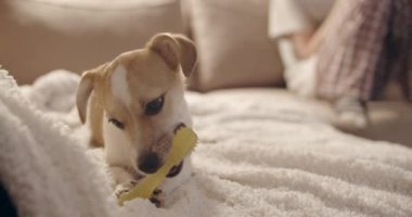 Kemik oyuncağıyla oynayan sevimli küçük köpek..