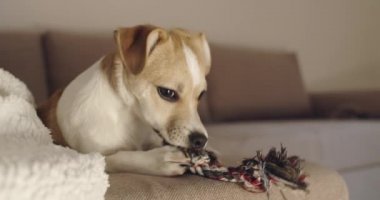 İp oyuncağıyla oynayan sevimli köpek yavrusu..