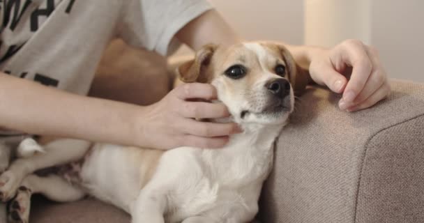 Dono mão acariciando cão. Fechar-se de cão feliz. — Vídeo de Stock