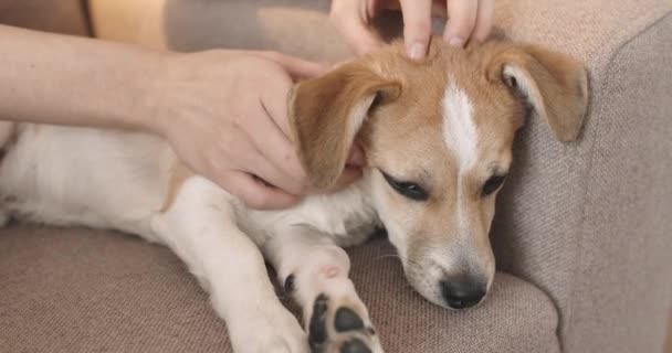 Propietario mano acariciando perro. Primer plano de perro feliz. — Vídeos de Stock