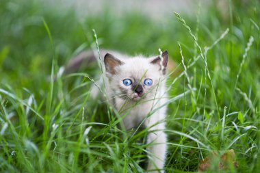 Yeşil çimlerde beyaz mavi gözlü kedi yavrusu