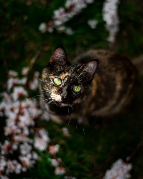 Трехцветная Кошка Зелеными Глазами Сидит Траве Смотрит Глаза Весенним Цветам — стоковое фото