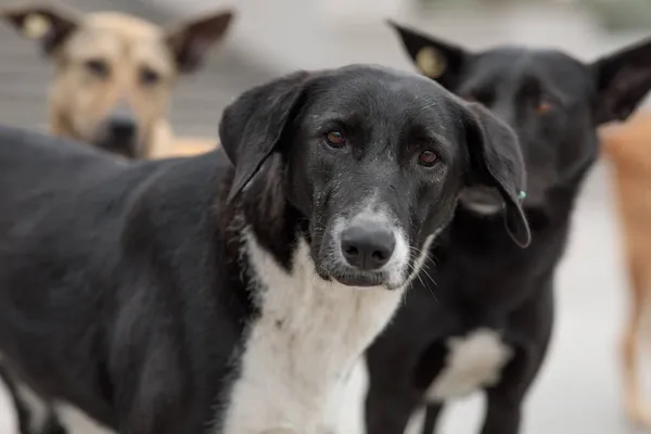 Sokak Köpeklerinin Portresi Kırık Kulaklı Sokak Köpekleri — Stok fotoğraf