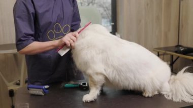 groomer curly brushing dog with brush at table in grooming salon. Woman pet hairdresser prepare dog for professional care