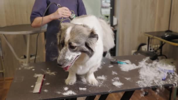 Groomer Klipning Hund Med Clipper Masser Undercoat – Stock-video