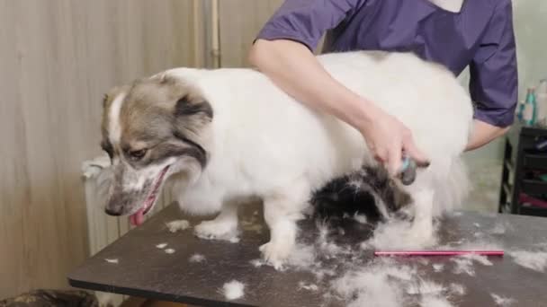 Mulher Profissional Groomer Barbear Escovar Cão Com Aparador Furminator Corte — Vídeo de Stock