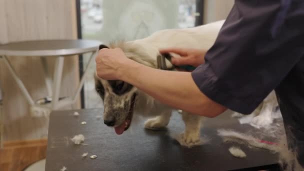 Professional Woman Groomer Shaving Brushing Dog Trimmer Furminator Ears Animal — Stockvideo