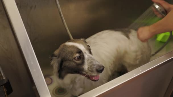 Dog Bathroom Washing Dog Groomer Bathing Cute Dog Shower Professional — Vídeos de Stock