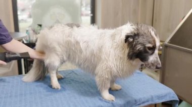 Kuaför kuaförde yıkandıktan sonra köpeği saç kurutma makinesiyle kurutur..