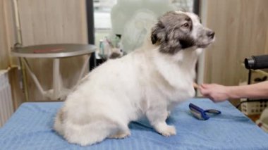 Groomer combing a dog with a slicker brush. working vacuum cleaner