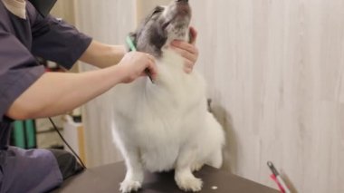 groomer combing the dogs neck with a comb