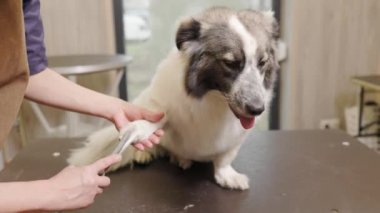 groomer clipping dog paws in grooming salon.